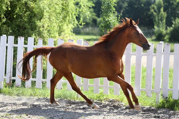 Mooie gezonde Youngster Canter tegen witte paddock hek — Stockfoto