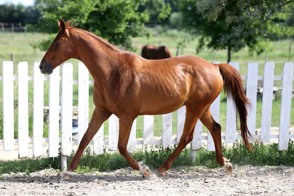 Beautiful healthy youngster canter against white paddock fence — Stock Photo, Image