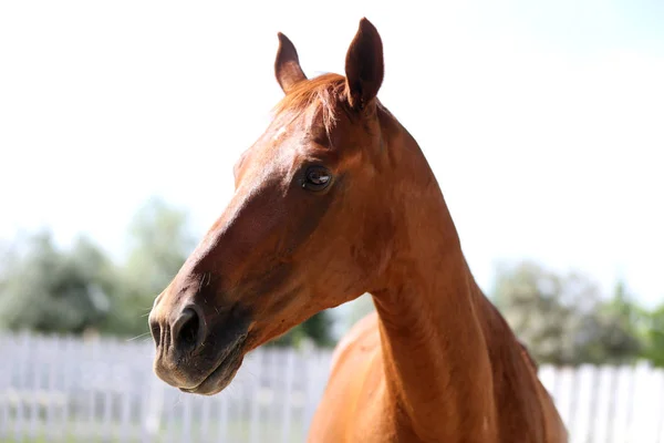 Портрет красивого молодого чистокровного коня в спекотний літній день — стокове фото