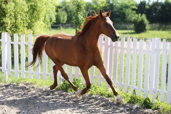 Mooie gezonde Youngster Canter tegen witte paddock hek — Stockfoto