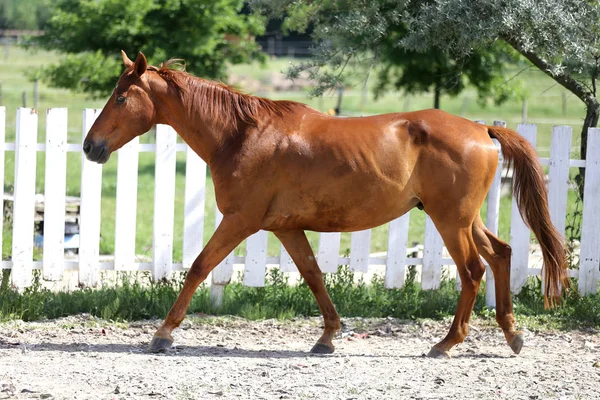 Όμορφη νεαρή Καστανιά άλογο ιπποδρομία στην μάντρα — Φωτογραφία Αρχείου