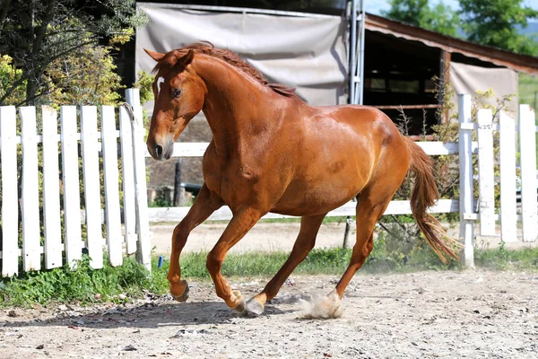 Красивая молодая каштановая лошадь скачет в загоне — стоковое фото