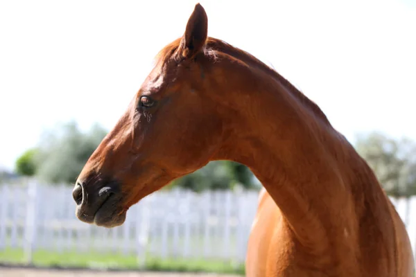 Portrét krásného mladého čistokrevného koně za horkého letního dne — Stock fotografie