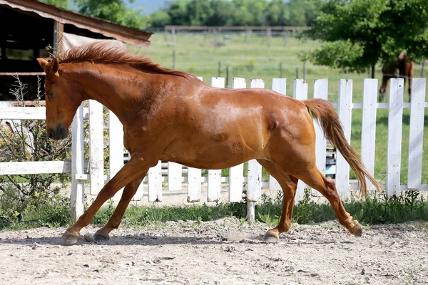 Bonito cavalo de cor castanha jovem galopando no curral — Fotografia de Stock