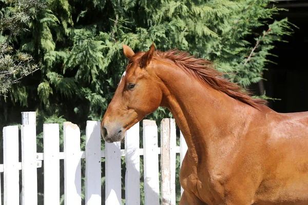暑い夏の日に美しい若い純粋な馬の肖像画 — ストック写真