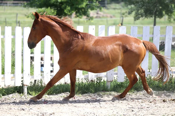 Bonito cavalo de cor castanha jovem galopando no curral — Fotografia de Stock