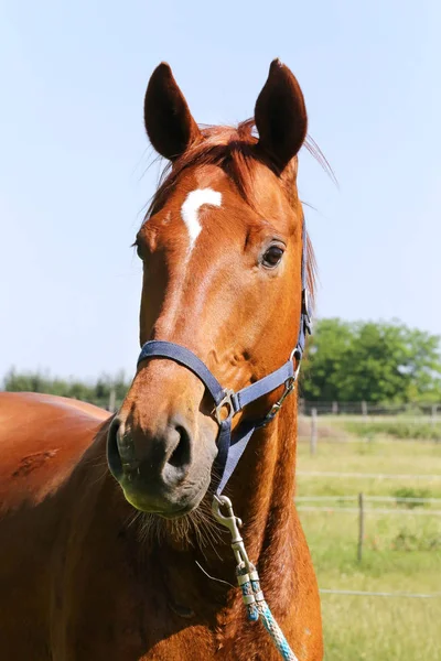 Porträtt av en vacker ung renrasiga häst på en varm sommardag — Stockfoto