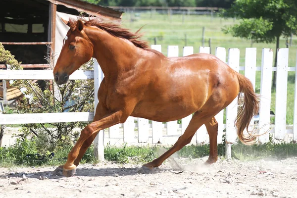 Gyönyörű fiatal gesztenye színű ló vágva a karámban — Stock Fotó