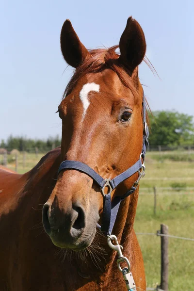 Porträtt av en vacker ung renrasiga häst på en varm sommardag — Stockfoto