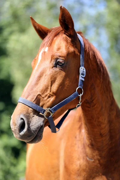 Cabeza de un hermoso caballo deportivo joven en el corral de verano — Foto de Stock