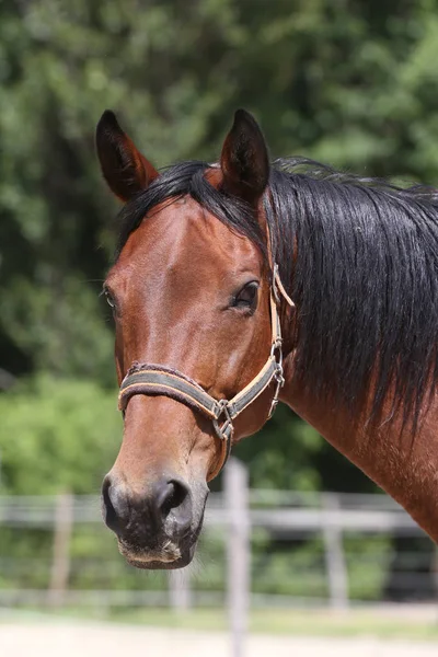 Cabeça de um belo cavalo esporte jovem no verão curral — Fotografia de Stock
