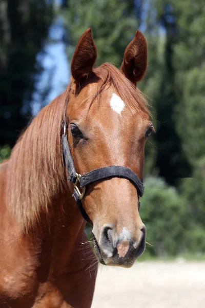 Cabeza de un hermoso caballo deportivo joven en el corral de verano —  Fotos de Stock