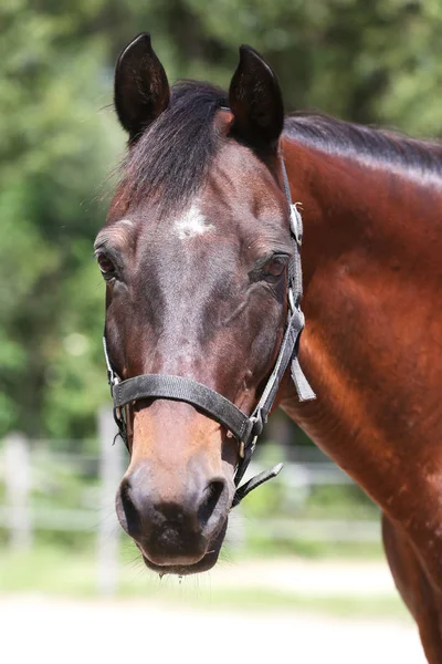 Cabeza de un hermoso caballo deportivo joven en el corral de verano — Foto de Stock