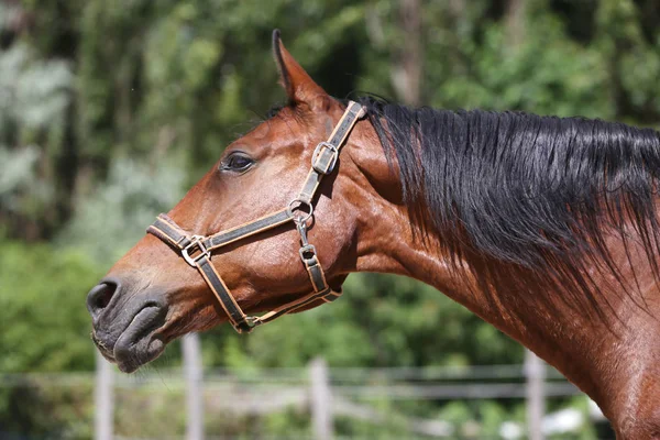 Cabeza de un hermoso caballo deportivo joven en el corral de verano —  Fotos de Stock