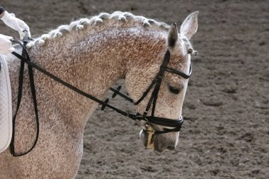 Bilinmeyen yarışmacı binicilik zeminde dressage at etkinliğinde sürmek