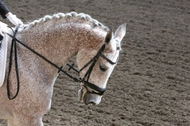 Bilinmeyen yarışmacı binicilik zeminde dressage at etkinliğinde sürmek