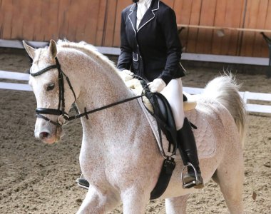 Bilinmeyen yarışmacı binicilik zeminde dressage at etkinliğinde sürmek