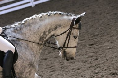 Bilinmeyen yarışmacı binicilik zeminde dressage at etkinliğinde sürmek