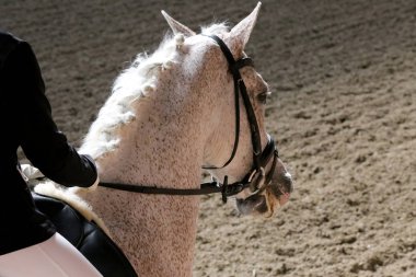 Bilinmeyen yarışmacı binicilik zeminde dressage at etkinliğinde sürmek
