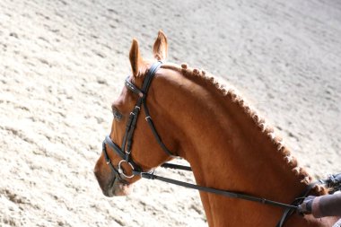 Bilinmeyen yarışmacı binicilik zeminde dressage at etkinliğinde sürmek