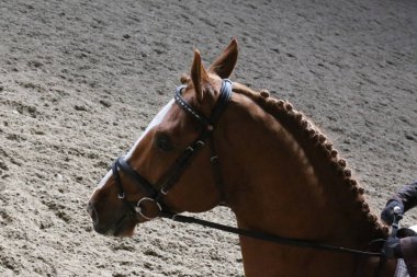 Bilinmeyen yarışmacı binicilik zeminde dressage at etkinliğinde sürmek