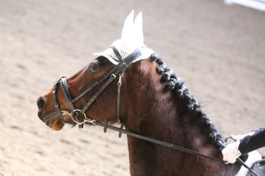 Bilinmeyen yarışmacı binicilik zeminde dressage at etkinliğinde sürmek