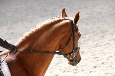 Bilinmeyen yarışmacı binicilik zeminde dressage at etkinliğinde sürmek