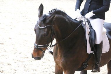 Bilinmeyen yarışmacı binicilik zeminde dressage at etkinliğinde sürmek