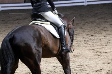  Eyer altında terbiye yarışması sırasında bir spor at Portresi