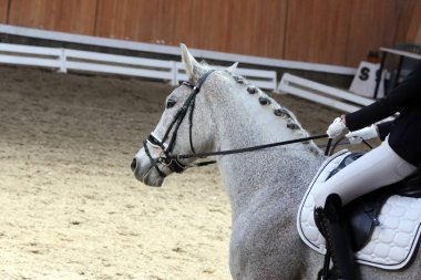  Eyer altında terbiye yarışması sırasında bir spor at Portresi