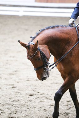  Eyer altında terbiye yarışması sırasında bir spor at Portresi