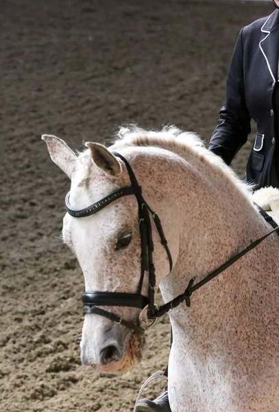 Desconhecido competidor passeios em dressage cavalo evento no chão de equitação — Fotografia de Stock