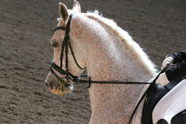 Desconhecido competidor passeios em dressage cavalo evento no chão de equitação — Fotografia de Stock