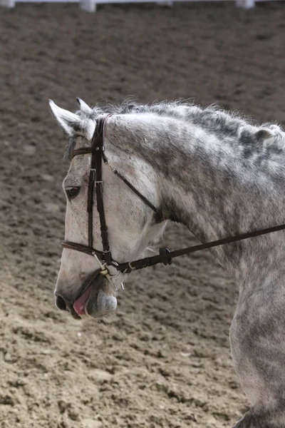 乗馬場でのドレッシング馬のイベントで未知の競技者の乗り物 — ストック写真