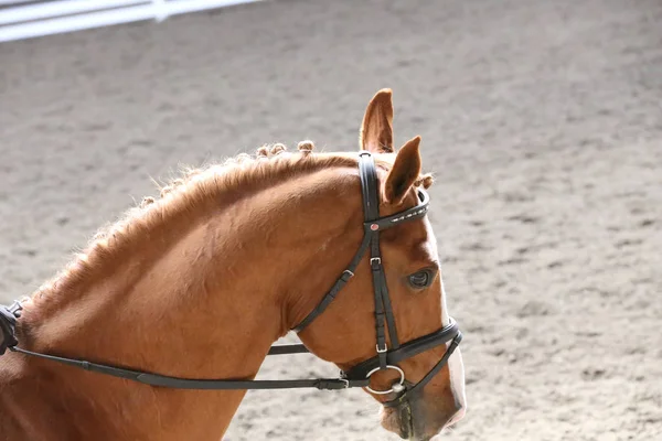 Bilinmeyen yarışmacı binicilik zeminde dressage at etkinliğinde sürmek — Stok fotoğraf
