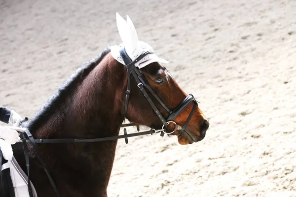 Paseos de concursantes desconocidos en el evento de doma caballo en el terreno de juego — Foto de Stock