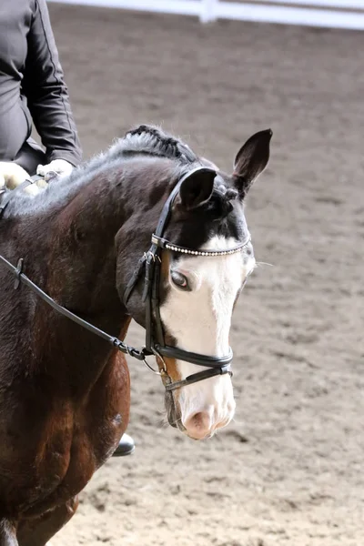 Desconhecido competidor passeios em dressage cavalo evento no chão de equitação — Fotografia de Stock