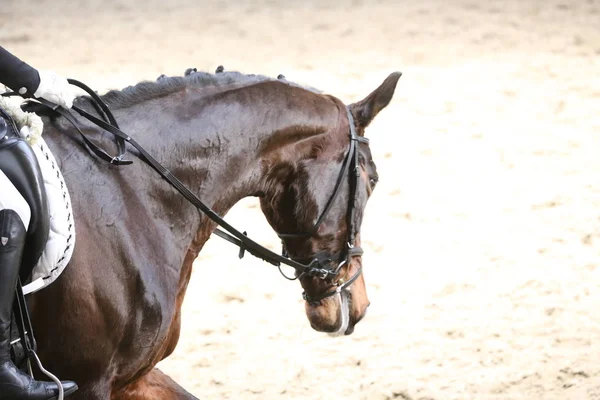 Desconhecido competidor passeios em dressage cavalo evento no chão de equitação — Fotografia de Stock