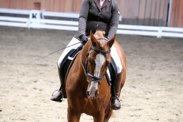 Retrato de um cavalo esporte durante a competição de curativo sob sela — Fotografia de Stock