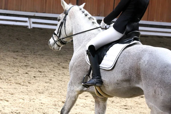 Retrato de um cavalo esporte durante a competição de curativo — Fotografia de Stock