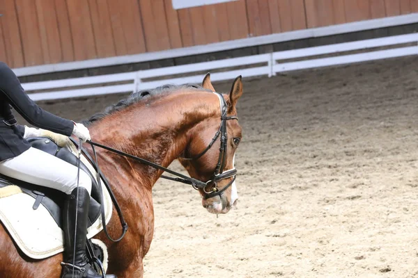 Retrato de um cavalo esporte durante a competição de curativo — Fotografia de Stock