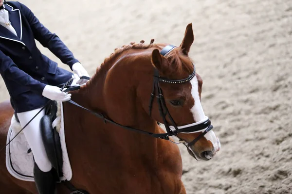 Portrait of a sport horse during dressage competition — Stock Photo, Image