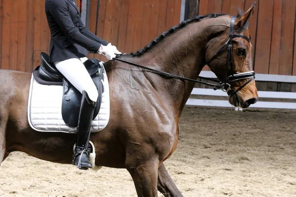 Retrato de un caballo deportivo durante la competición de doma bajo silla de montar —  Fotos de Stock