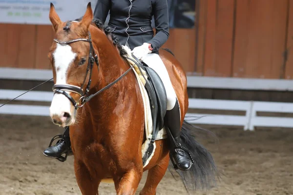 Retrato de un caballo deportivo durante la competición de doma bajo silla de montar —  Fotos de Stock