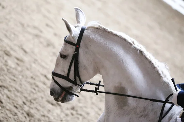 Ritratto di cavallo sportivo durante la gara di dressage in sella — Foto Stock