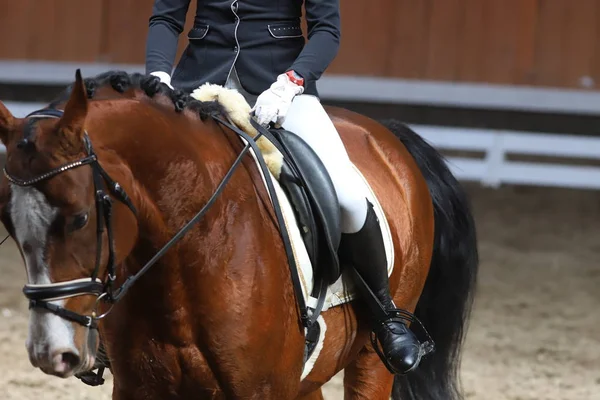 Retrato de un caballo deportivo durante la competición de doma bajo silla de montar — Foto de Stock