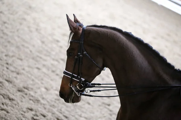 Portrait of a sport horse during dressage competition under saddle — Stock Photo, Image