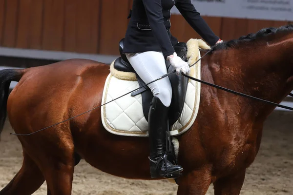 Portrét sportovního koně během dresšallovské soutěže v sedle — Stock fotografie