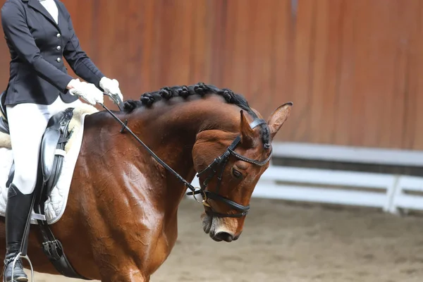 Retrato de un caballo deportivo durante la competición de doma bajo silla de montar — Foto de Stock