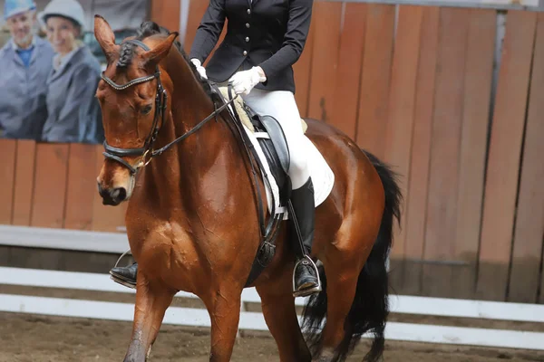 Retrato de un caballo deportivo durante la competición de doma bajo silla de montar — Foto de Stock